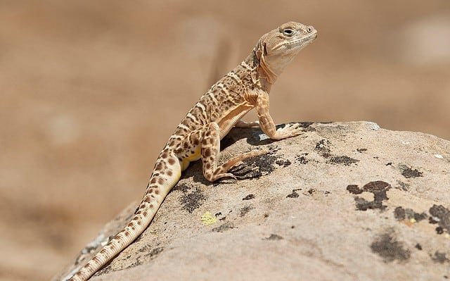 Blunt-nose leopard lizard on a rock in the sun.