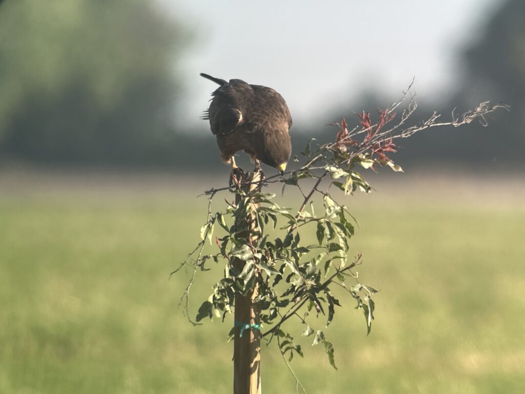 A Swainson's hawk sits on a post with a branch in it beak attempting to collect nesting material.