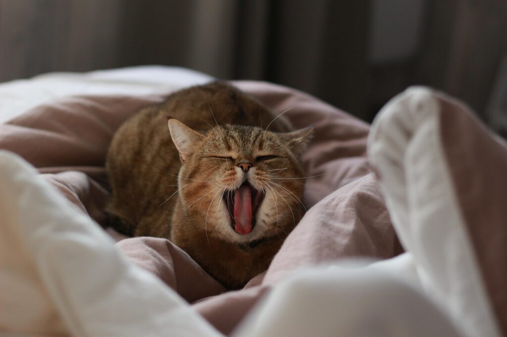 cat, pet, yawns, yawning, animal, sleepy, to yawn, i love it